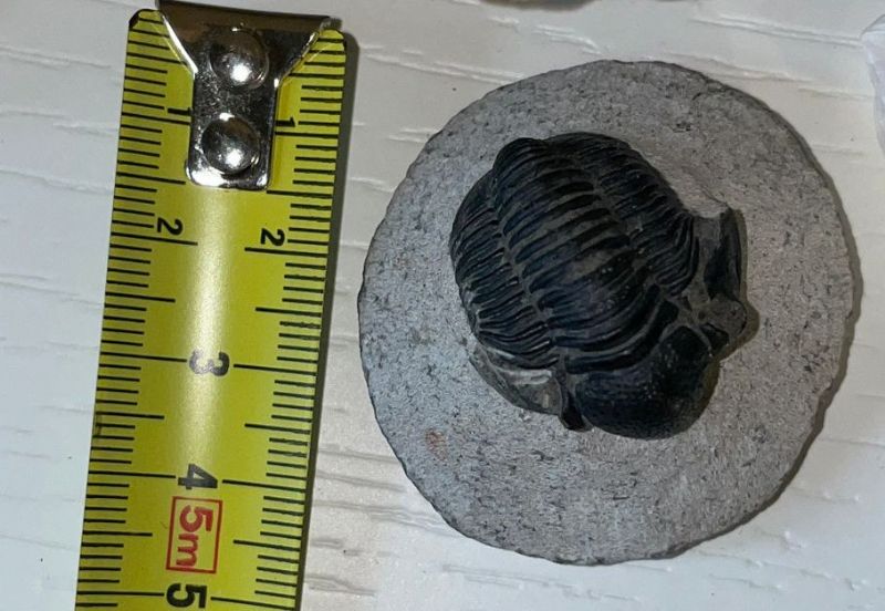 Identificazione trilobite